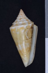 To ANSP Malacology Collection (holotype of Conus floridanus. Gabb, 1868. American Journal of Conchology 4 (4): 195, pl. 15, fig. 4 - catalog no. 8097)