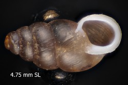 To ANSP Malacology Collection (syntype of Pupa arizonensis. Gabb, 1866. American Journal of Conchology 2 (4): 331, pl. 21, fig. 6  - catalog no. 11547)