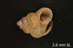 To ANSP Malacology Collection (syntypes of Cyclotopsis dubia. Morelet, 1881. Journal de Conchyliologie 29: 236-237, pl. 10. fig. 6 - catalog no. 13420)