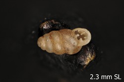 To ANSP Malacology Collection (syntype of Pupa tripunctum. Morelet, 1882. Journal de Conchyliologie 30: 189 - catalog no. 22927)