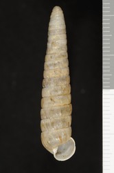 To ANSP Malacology Collection (syntype of Megaspira pilsbryi. Rehder, 1945. Nautilus 59 (2): 67  - catalog no. 25041)