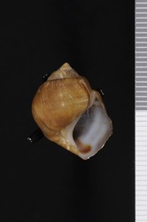 To ANSP Malacology Collection (syntype of Anculosa crassa. Haldeman, 1841. A Monograph of the Limniades or Freshwater Univalve Shells 4:   - catalog no. 27581)