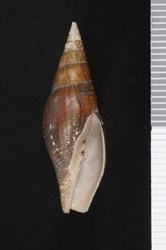 To ANSP Malacology Collection (syntype of Mitra induta. Sowerby, 1875. Proceedings of the Zoological Society of London : 128, pl. 24, fig. 9 - catalog no. 28652)