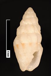 To ANSP Malacology Collection (syntypes of Turricula nodulosa. Pease, 1868. American Journal of Conchology 3 (3): 214, pl. 15, fig. 5  - catalog no. 28713)