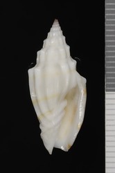 To ANSP Malacology Collection (syntype of Turricula modesta. Pease, 1868. American Journal of Conchology 3 (3): 212, pl. 15, fig. 6  - catalog no. 28780)