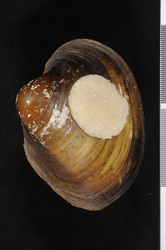 To ANSP Malacology Collection (syntypes of Unio dolabraeformis. Lea, 1838. Transactions of the American Philosophical Society (n.s.) 6: 103-104  - catalog no. 41102)