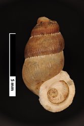 To ANSP Malacology Collection (syntypes of Opisthosiphon maynardi. Vanatta, 1920. Proceedings of the Academy of Natural Sciences of Philadelphia 72: 204-205, pl. 6, figs. 9, 10, 11, 13  - catalog no. 44488)