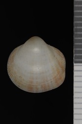 To ANSP Malacology Collection (syntypes of Cardium thaanumi. Pilsbry, 1921. Proceedings of the Academy of Natural Sciences of Philadelphia 72 (3): 323, pl. 12, fig. 24 - catalog no. 47179)