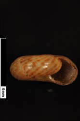 To ANSP Malacology Collection (syntypes of Helix oualanensis. Pease, 1866. American Journal of Conchology 2 (4): 289, pl. 21, fig. 1  - catalog no. 47763)