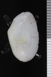 To ANSP Malacology Collection (syntypes of Tellina decora. Say, 1826. Journal of the Academy of Natural Sciences of Philadelphia 5 (1): 219 - catalog no. 52427)