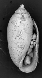 To ANSP Malacology Collection (holotype of Tornatina capitata. Pilsbry, 1894. Manual of Conchology (Ser. 1) 15 (58-59): 195, pl. 50, figs. 35, 36, 37 - catalog no. 57337)