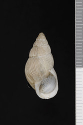 To ANSP Malacology Collection (syntypes of Bulimulus ragsdalei. Pilsbry, 1890. Nautilus 3 (11): 122  - catalog no. 58380)