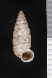 To ANSP Malacology Collection (syntype of Macroceramus texanus. Pilsbry, 1898. Nautilus 12 (2): 23  - catalog no. 60090)