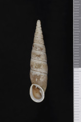 To ANSP Malacology Collection (syntypes of Clausilia hakonensis. Pilsbry, 1900. Proceedings of the Academy of Natural Sciences of Philadelphia 52: 443, pl. 14, figs. 1, 2, 3  - catalog no. 60370)