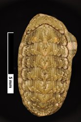 To ANSP Malacology Collection (syntypes of Chiton coxi. Pilsbry, 1894. Nautilus 7 (10): 119  - catalog no. 64943)