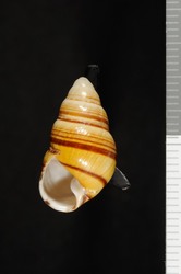 To ANSP Malacology Collection (syntype of Achatinella ernestina. Baldwin, 1895. Proceedings of the Academy of Natural Sciences of Philadelphia 47: 217, pl. 10, fig. 5  - catalog no. 65706)