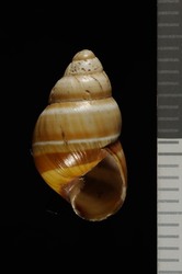 To ANSP Malacology Collection (syntype of Achatinella anceyana. Baldwin, 1895. Proceedings of the Academy of Natural Sciences of Philadelphia 47: 223-224, pl. 10, fig. 16  - catalog no. 65707)