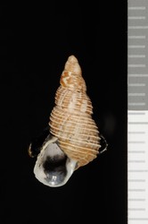 To ANSP Malacology Collection (syntype of Achatinella canaliculata. Baldwin, 1895. Proceedings of the Academy of Natural Sciences of Philadelphia 47: 226-227, pl. 10, fig. 29  - catalog no. 65713)