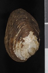 To ANSP Malacology Collection (syntype of Unio bursapastoris. Wright, 1895. Nautilus 9: 133-134, pl. 3, figs. above and below  - catalog no. 67971)