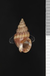 To ANSP Malacology Collection (syntypes of Nassa hypolia. Pilsbry, 1895. Catalogue of the Marine Mollusks of Japan : 37, pl. 2, figs. 13, 14  - catalog no. 70705)