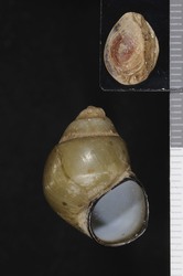 To ANSP Malacology Collection (syntype of Vivipara henzadensis. Pilsbry, 1901. Proceedings of the Academy of Natural Sciences of Philadelphia 53 (1): 188, pl. 5, fig. 1  - catalog no. 76012)