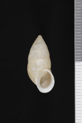 To ANSP Malacology Collection (syntypes of Buliminus hirasei. Pilsbry, 1900. Nautilus 14 (3): 32, not figured  - catalog no. 78908)