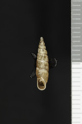 To ANSP Malacology Collection (syntypes of Clausilia harimensis. Pilsbry, 1900. Nautilus 14 (9): 108, not figured  - catalog no. 79133)