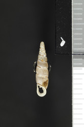 To ANSP Malacology Collection (syntypes of Clausilia hokkaidoensis. Pilsbry, 1900. Nautilus 14 (9): 108, not figured  - catalog no. 79321)