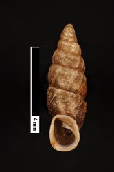 To ANSP Malacology Collection (syntypes of Clausilia euholostoma. Pilsbry, 1900. Nautilus 14 (9): 108, not figured  - catalog no. 79724)