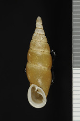 To ANSP Malacology Collection (syntypes of Clausilia stereoma. Pilsbry, 1901. Proceedings of the Academy of Natural Sciences of Philadelphia 53 (2): 502, not figured  - catalog no. 81737)