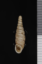 To ANSP Malacology Collection (syntypes of Clausilia surugensis. Pilsbry, 1902. Proceedings of the Academy of Natural Sciences of Philadelphia 53 (3): 633-634, pl. 36, figs. 25, 26, 27  - catalog no. 81902)