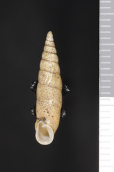 To ANSP Malacology Collection (syntypes of Clausilia tanegashimae. Pilsbry, 1901. Proceedings of the Academy of Natural Sciences of Philadelphia 53 (2): 500, not figured  - catalog no. 81933)