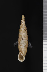 To ANSP Malacology Collection (syntypes of Clausilia pigra. Pilsbry, 1902. Proceedings of the Academy of Natural Sciences of Philadelphia 54: 368-369, pl. 21, figs. 73, 74  - catalog no. 82455)