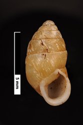 To ANSP Malacology Collection (syntypes of Buliminus hiraseanus. Pilsbry, 1902. Nautilus 16 (5): 56, not figured  - catalog no. 83319)