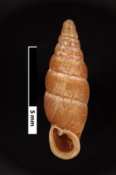 To ANSP Malacology Collection (syntypes of Clausilia sus. Pilsbry, 1903. Proceedings of the Academy of Natural Sciences of Philadelphia 55: 316, pl. 14, figs. 1, 2, 3, 4, 5  - catalog no. 84393)