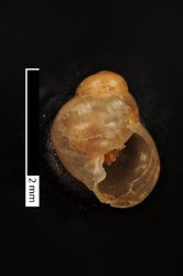 To ANSP Malacology Collection (syntypes of Tornatellina kitaiwojimana. Pilsbry & Hirase, 1903. Nautilus 17 (5): 53-54, not figured  - catalog no. 84965)