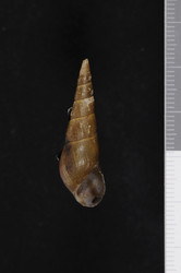 To ANSP Malacology Collection (syntypes of Melania hahajimana. Pilsbry & Hirase, 1904. Nautilus 18 (1): 8-9  - catalog no. 86450)