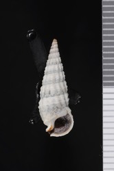 To ANSP Malacology Collection (syntype of Cerithium albocoopertum. Davis, 1904. Nautilus 17 (11): 129 - catalog no. 86931)