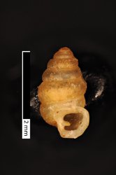 To ANSP Malacology Collection (syntypes of Diplommatina goniobasis. Pilsbry & Hirase, 1904. Proceedings of the Academy of Natural Sciences of Philadelphia 56 (3): 621  - catalog no. 87646)