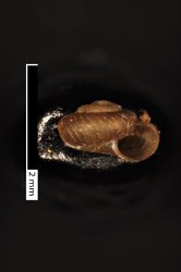 To ANSP Malacology Collection (syntypes of Punctum rota. Pilsbry & Hirase, 1904. Proceedings of the Academy of Natural Sciences of Philadelphia 56 (3): 637  - catalog no. 87930)