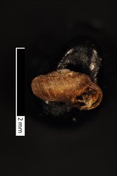 To ANSP Malacology Collection (syntypes of Punctum boreale. Pilsbry & Hirase, 1905. Proceedings of the Academy of Natural Sciences of Philadelphia 57: 717-718  - catalog no. 90230)