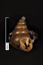 To ANSP Malacology Collection (syntypes of Hypselostoma hangchowensis. Pilsbry & Hirase, 1908. Proceedings of the Academy of Natural Sciences of Philadelphia 60: 42-43, fig. 6  - catalog no. 94743)