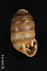 To ANSP Malacology Collection (syntypes of Pupa laurinea. Lowe, 1852. The Annals and Magazine of Natural History (Ser. 2) 9: 276  - catalog no. 97289)