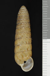 To ANSP Malacology Collection (syntype of Megaspira iheringi. Pilsbry, 1926. Proceedings of the Academy of Natural Sciences of Philadelphia 77: 314-315, text-fig. 6a, b  - catalog no. 100532)