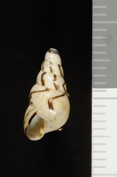 To ANSP Malacology Collection (syntype of Laminella duoplicata. Baldwin, 1908. Nautilus 22: 68  - catalog no. 104692)