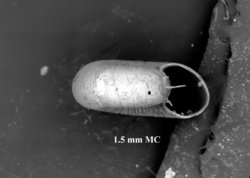 To ANSP Malacology Collection (holotype of Xenodiscula venezuelensis. Pilsbry, 1919. Proceedings of the Academy of Natural Sciences of Philadelphia 71: 206, text-fig. 1 - catalog no. 105209)