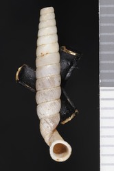 To ANSP Malacology Collection (syntype of Urocoptis livida. Torre, 1912. Nautilus 26 (5): 56, pl. 6, figs. 21, 22  - catalog no. 106381)