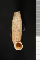 To ANSP Malacology Collection (syntype of Urocoptis remediensis. Torre, 1911. Nautilus 25: 44-45  - catalog no. 107693)