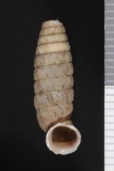 To ANSP Malacology Collection (syntype of Urocoptis fallax. Torre, 1911. Nautilus 25: 47  - catalog no. 107705)