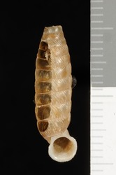 To ANSP Malacology Collection (syntype of Urocoptis proteus. Torre, 1911. Nautilus 25: 43  - catalog no. 107708)